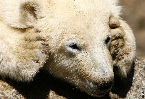 Medvd Knut, který proslavil berlínskou zoo, okující podívané nepihlíel