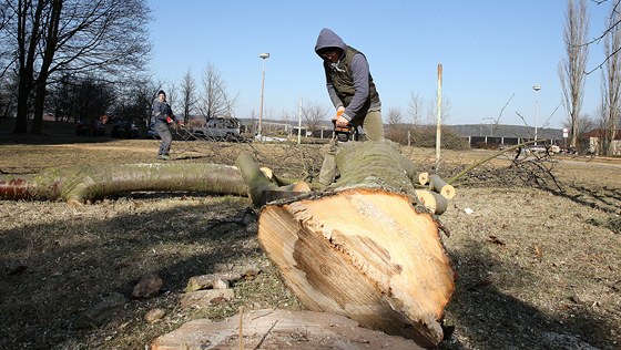 Dlníci kácejí stromy v míst budoucího napojení západního okruhu Plzn na Vojanovu ulici v plzeských Skvranech