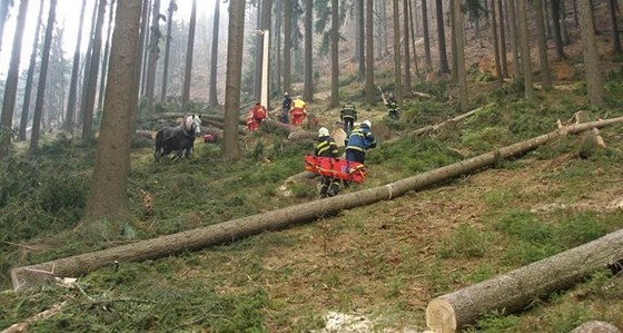 Strom pi kácení spadl na mue, ten na míst zemel.