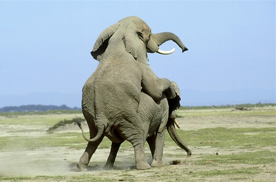 Monumentální je páení slon afrických v Keni.