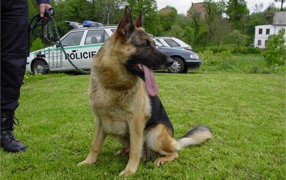Policejní pes v lese nejdíve nael zlodjv mobil a následn i samotného pachatele. Ilustraní snímek