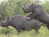 Pen ernch nosoroc v Africe 
