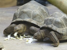 elvy obrovsk v nov expozici plzesk zoo