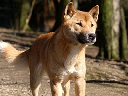 Pes novoguinejsk ve zlnsk zoo.