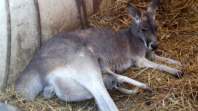 Mlád klokana v jihlavské zoologické zahrad