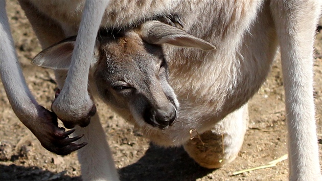 Mlád klokana v jihlavské zoologické zahrad