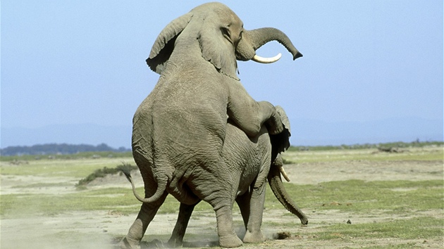 Monumentální je páření slonů afrických v Keni. Monumentální je páření slonů afrických v Keni.