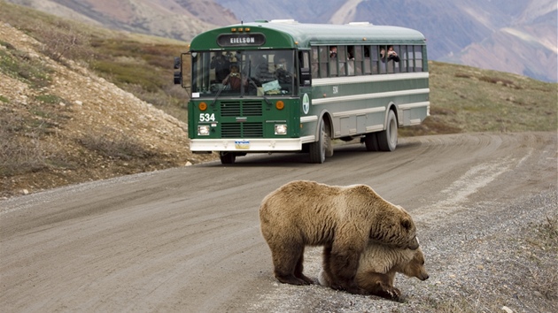 Páení medvd hndých na okraji silnice na Aljace dokáe zastavit i kyvadlový autobus.  