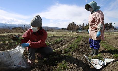 Zoufalí farmái v Japonsku musí likvidovat celé své úrody 
