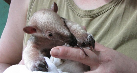 Nový pírstek olomoucké zoo na Svatém Kopeku, samika mraveneníka typrstého. Ta je teprve tvrtým mládtem tohoto savce, které se zde od roku 2003 narodilo.