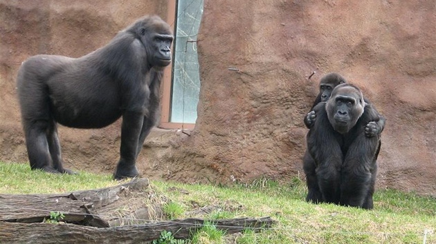 Shinda, Kamba a Tatu ve venkovním výbhu praských goril 