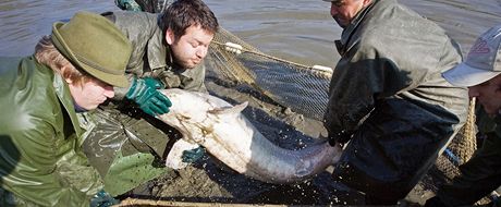 Rybái vodanského výzkumného centra vylovili jeseterovité ryby vetn vyz...