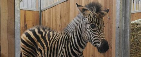 Chovateli brnnské zoo zemela pi pevozu zebra, úhyn zvíete v jeho péi nebyl první (ilustraní foto)