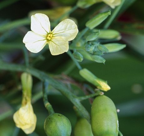 Kamejka lékaská (Lithospermum officinale)