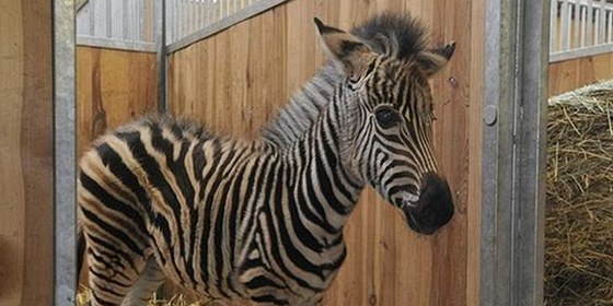 Chovateli brnnské zoo zemela pi pevozu zebra, úhyn zvíete v jeho péi nebyl první (ilustraní foto)