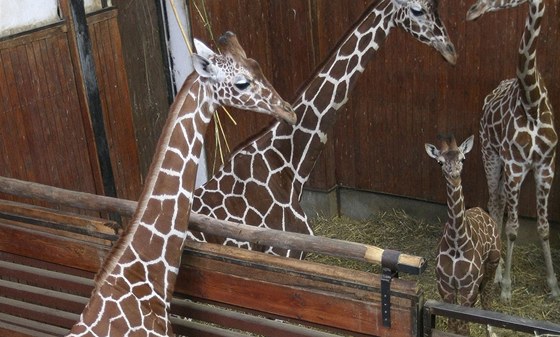 Dvouletý samec irafy síované M´Toto se stal novým pírstkem brnnské zoo.