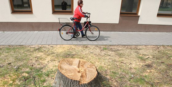 Pokácené stoleté stromy rozlítily obyvatele Valtic. Plánují i petici.