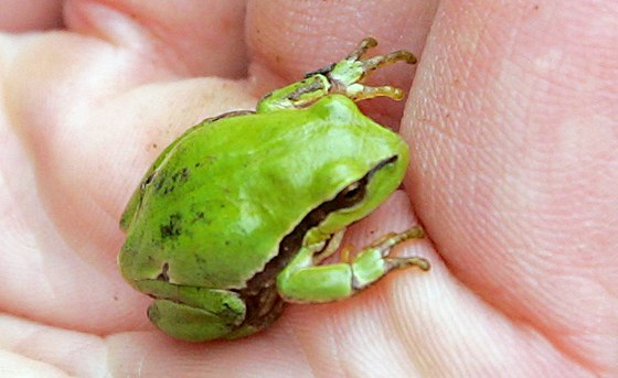 Mezi druhy ab, jejich pedkové se zaali vyvíjet krátce po katastrof K-Pg, patí i jediný eský zástupce eledi rosnikovitých, roztomilá rosnika zelená (Hyla arborea). 