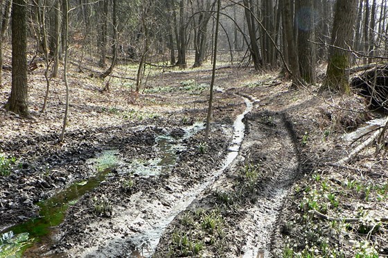 Nkteí tykolkái plení pírodu. Takto zdevastovali ped asem lány bledulí v Horním Pojizeí.