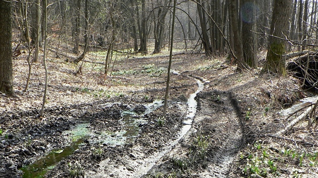 tykolki zniili ln bledul v dol potoka u kodjova v hornm Pojize.