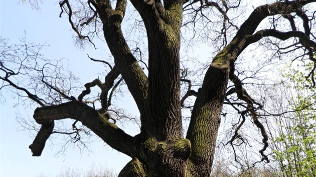 Hraniní dub Uhínveského panství se zmiuje v hraniním protokolu z roku 1662. Zastavení u stromu zpestí informaní tabule.