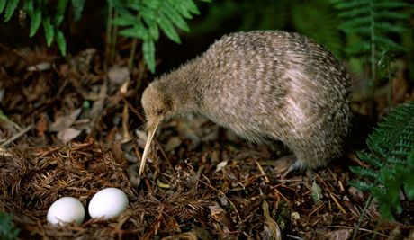 Ohroený novozélandský pták kiwi