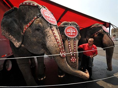 Sloni v zákulisí amerického cirkusu