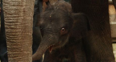  Slon samika, kter se narodila jako teprve druh sln v ostravsk zoo a i celm esku 12. dubna 2011.