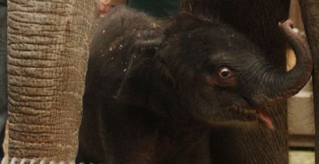Slon samika, kter se narodila jako teprve druh sln v ostravsk zoo a i celm esku 12. dubna 2011.
