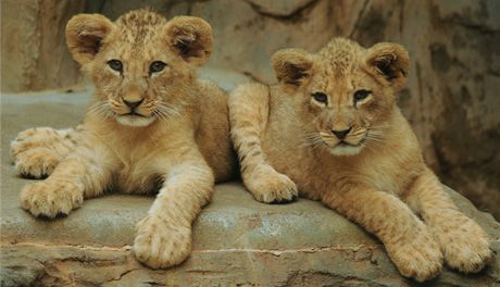 Zoo na Svatém Kopeku zstává nejnavtvovanjím turistickým místem v Olomouckém kraji. I díky lákání na rzná mláata (na snímku loská mláata lva berberského).