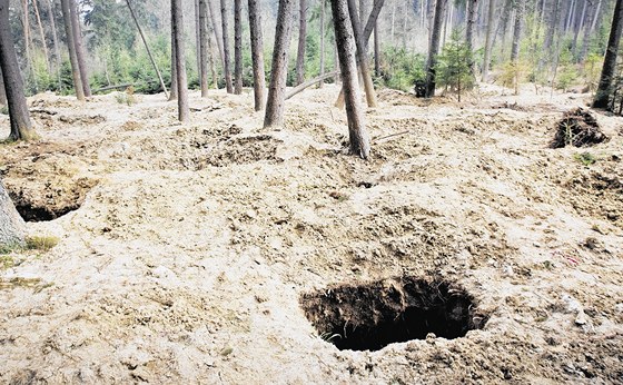 Les u Netolic zdevastovaný hledai vltavín