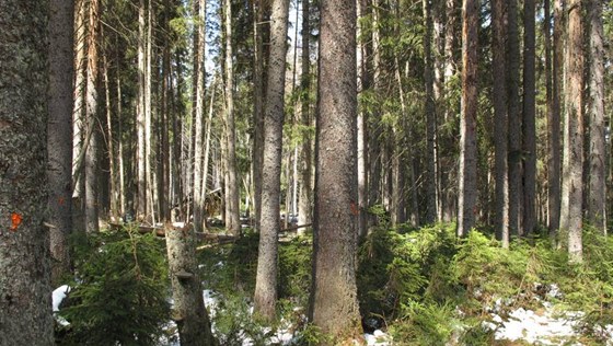 Oznaené umavské smrky. Povolení ke kácení vak jet ministr Chalupa nevydal