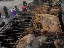 nt ochrnci zvat zastavili na dlnici do Pekingu nkladn vz 500 psy, kte mli skonit na tali (17. dubna 2011)