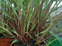 Vchodoindick citrnov trva (Cymbopogon flexuosus)