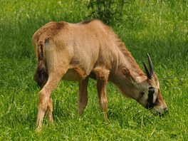 Mld oryxe jihoafrickho z olomouck zoologick zahrady na Svatm Kopeku