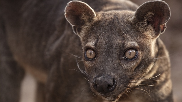 Fosa madagaskarská loví lemury, ale nepohrdne ani slepicemi.