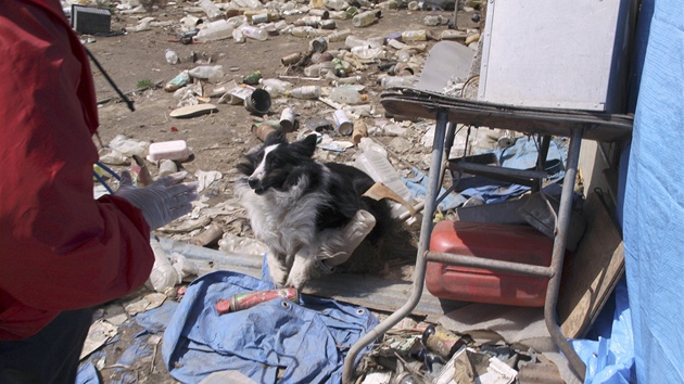 Ochránce zvíat z organizace Sheltie Rescue se snaí zachránit psa z trosek v oputném mst Minami Soma, které leí v evakuaní zón kolem jaderné elektrárny Fukuima (10. dubna 2011)