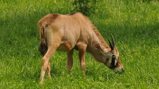 Mlád oryxe jihoafrického z olomoucké zoologické zahrady na Svatém Kopeku