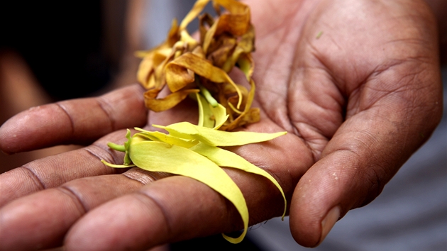 Kvt ze stromu Ylang Ylang se vyuívá pi výrob parfém a má relaxaní úinky.