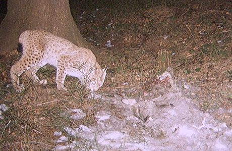 Takto zachytilo Hnutí Duha rysa v Beskydech, nyní budou jeho teritorium sledovat dobrovolníci i v Jeseníkách.