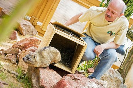 Daman skalní je novým pírstkem hlubocké zoo Ohrada. Na snímku ho vypoutí do výbhu Ivan Kubát.