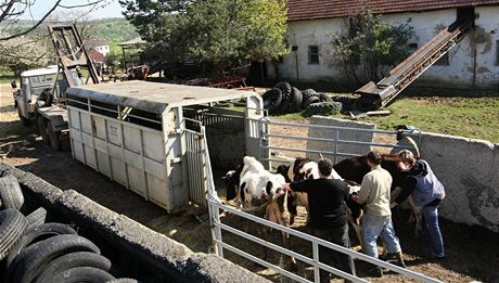 Policisté a veterinái odváejí zvíata z problematické farmy v Bestku na Uherskohradisku. Farmáka se o n nedokázala starat.