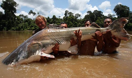 Sumec Piraíba tký 215 kilogram