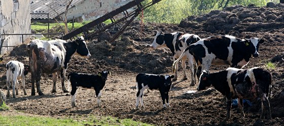 Policisté a veterinái odváejí zvíata z problematické farmy v Bestku na Uherskohradisku. Farmáka se o n nedokázala starat.