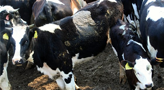 Policisté a veterinái odváejí zvíata z problematické farmy v Bestku na Uherskohradisku. Farmáka se o n nedokázala starat.