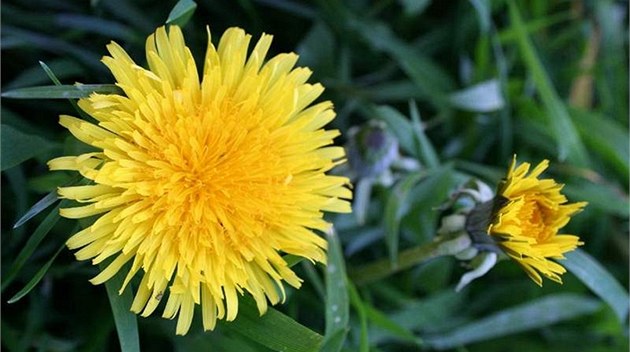 Pampelika neboli smetanka lékaská (Taraxacum officinale). Ilustraní foto 