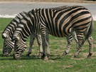V Africk safari ve Dvoe Krlov mohli nvtvnci sledovat i zebry.