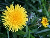 Pampeliška neboli smetanka lékařská (Taraxacum officinale). Ilustrační foto Pampeliška neboli smetanka lékařská (Taraxacum officinale). Ilustrační foto