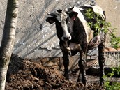 Policist a veterini odvej zvata z problematick farmy v Bestku na Uherskohradisku. Farmka se o n nedokzala starat.