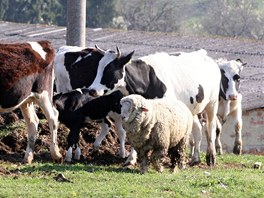 Policist a veterini odvej zvata z problematick farmy v Bestku na Uherskohradisku. Farmka se o n nedokzala starat.